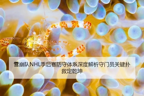 雪崩队NHL季后赛防守体系深度解析守门员关键扑救定乾坤